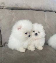 Pomeranian puppies