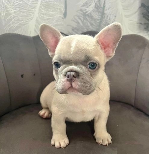 Cutest French Bulldog puppies Image eClassifieds4u