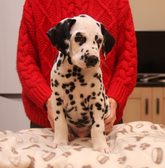 Healthy Dalmatian Puppies Image eClassifieds4u