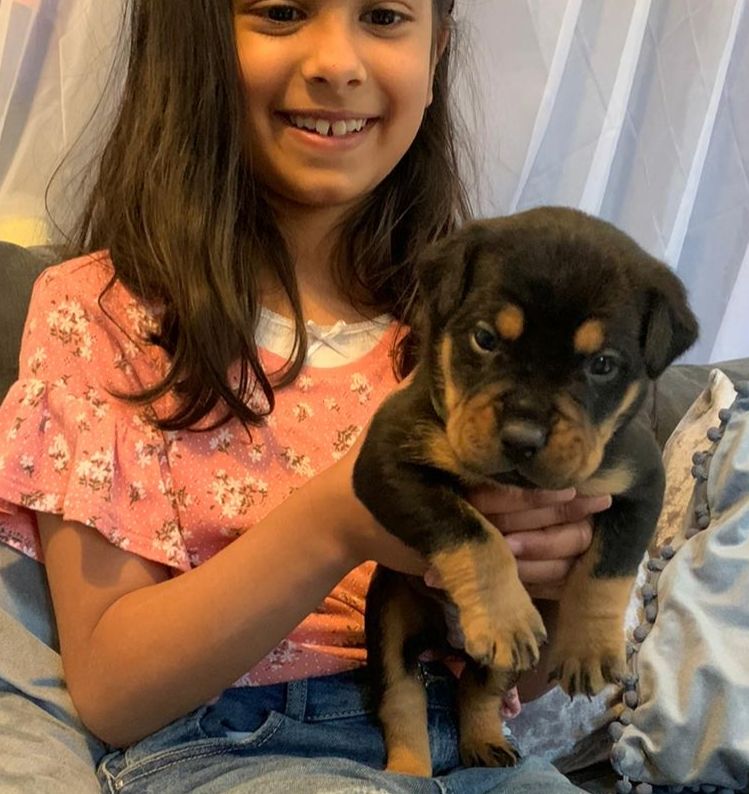 Healthy Rottweiler puppies ( Purebred ) Image eClassifieds4u