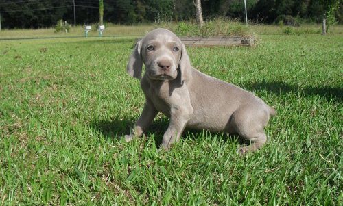 Weimaraner Puppies for lovers Image eClassifieds4u