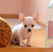 Chihuahua Puppies Available for adoption
