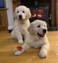 Golden Retriever Puppies Ready Now