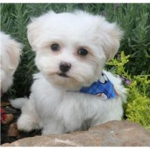 Maltese puppies for adoption