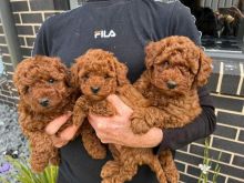 Toy poodle puppies
