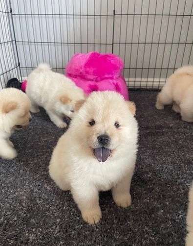 Charming male and female Chow Chow puppies for adoption Image eClassifieds4u