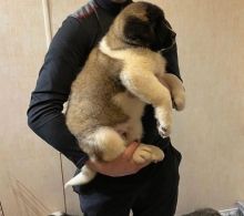 Akita Puppies Available Now Image eClassifieds4U