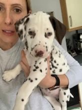 Fine Dalmatian Puppies Image eClassifieds4U