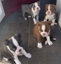 male & female Boston Terrier puppies Image eClassifieds4U