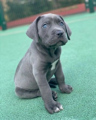 Pitbull puppies ready for adoption Image eClassifieds4u