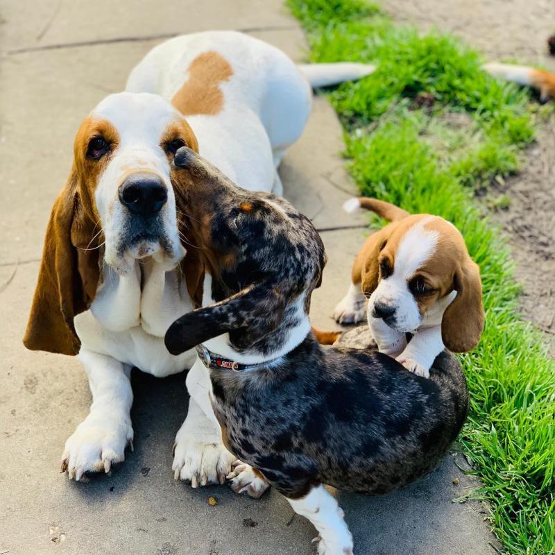 Healthy Basset Hound puppies available. Image eClassifieds4u