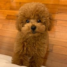 C.K.C Toy and Standard POODLE Puppies For Rehoming/ Contact via < lorangercou25@gmail.com >