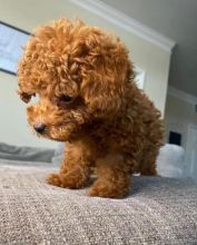 C.K.C Toy and Standard POODLE Puppies For Rehoming/ Contact via < lorangercou25@gmail.com >