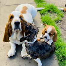 Healthy Basset Hound puppies available.