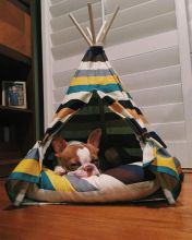 Adorable Boston terrier Puppies Available