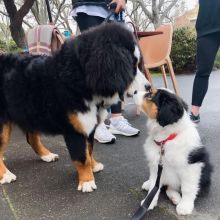Male and Female Border Collie Puppies