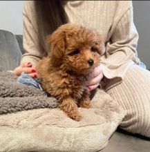 C.K.C Toy and Standard POODLE Puppies For Rehoming/ Contact via < lorangercou25@gmail.com > Image eClassifieds4U