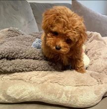 C.K.C Toy and Standard POODLE Puppies For Rehoming/ Contact via < lorangercou25@gmail.com > Image eClassifieds4u 2