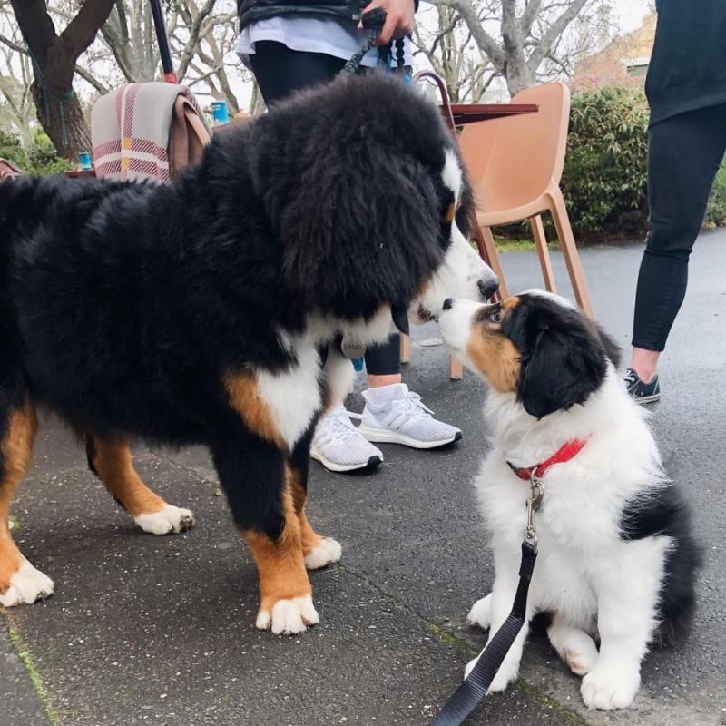 Male and Female Border Collie Puppies Image eClassifieds4u