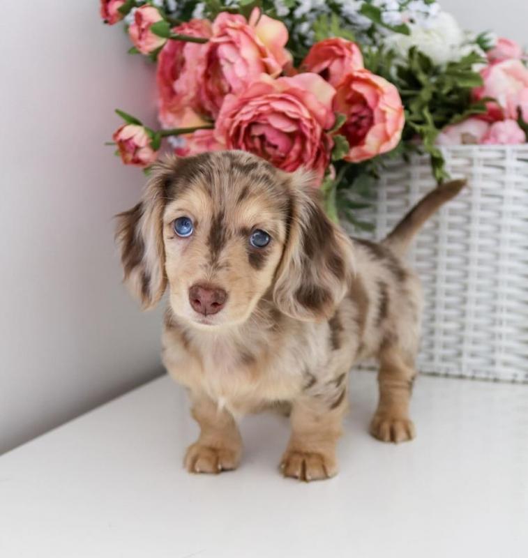 Supers Gorgeous DACHSHUND PUPPIES. Pls Email at lorangercou25@gmail.com Image eClassifieds4u