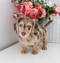 Supers Gorgeous DACHSHUND PUPPIES. Pls Email at lorangercou25@gmail.com
