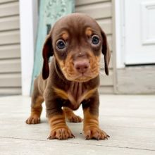 Supers Gorgeous DACHSHUND PUPPIES. Pls Email at lorangercou25@gmail.com