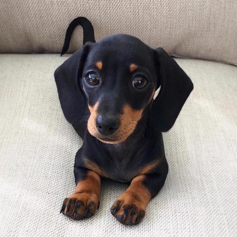 🐶🐶CHARMING 🥰🥰 CKC DACHSHUND Puppies ❤️🦴READY NOW🟥🍁🟥 Image eClassifieds4u