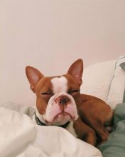 Adorable Boston terrier Puppies Available