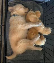 Adorable Golden Retriever Puppies
