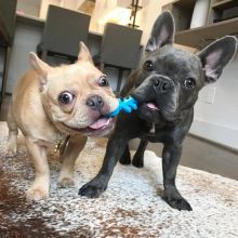 Affectionate French Bulldog Puppies