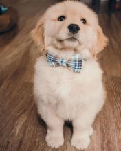 Attractive Golden Retriever Puppies Available