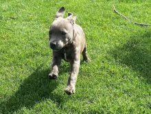 Beautiful males and female American Staffordshire Terrier puppies,