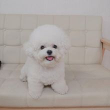 Bichon Frise Puppies Available To Good Homes!