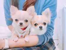 C.K.C MALE AND FEMALE CHIHUAHUA PUPPIES AVAILABLE