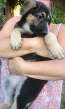 German Shepherd puppies for free