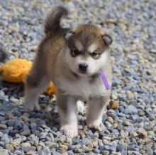 Gorgeous Alaskan Malamute Puppies For Adoption