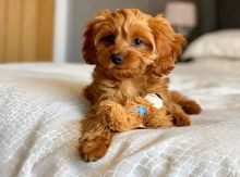 Male And Female Cavapoo puppies Ready For Adoption