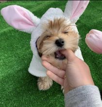 Male and female Morkie puppies