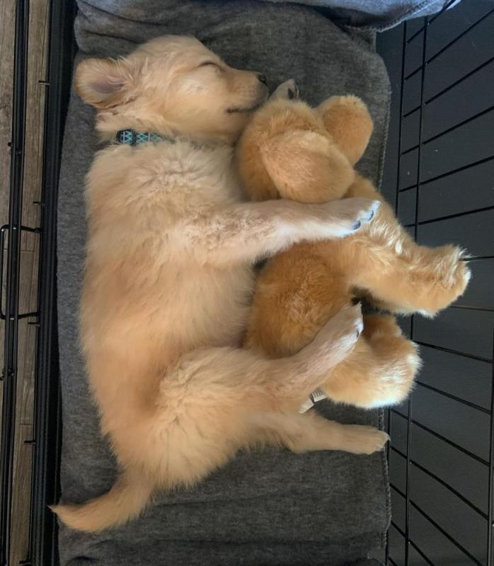 Adorable Golden Retriever Puppies Image eClassifieds4u
