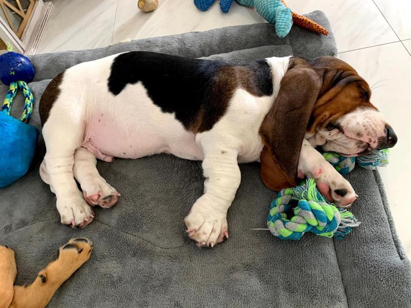Amazing Male and female basset hound puppies for adoption Image eClassifieds4u