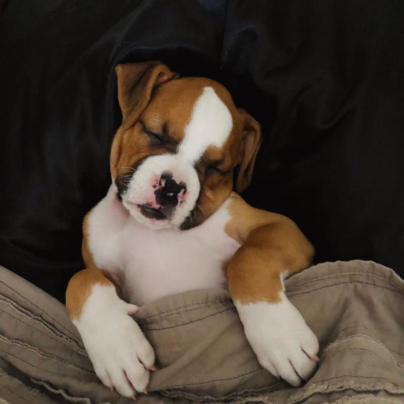 Excellence lovely Male and Female boxer Puppies for adoption... Image eClassifieds4u