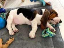 Amazing Male and female basset hound puppies for adoption Image eClassifieds4U