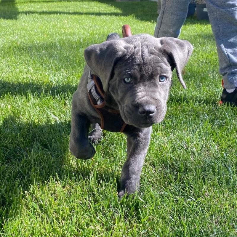 male and female cane Corso puppies Image eClassifieds4u