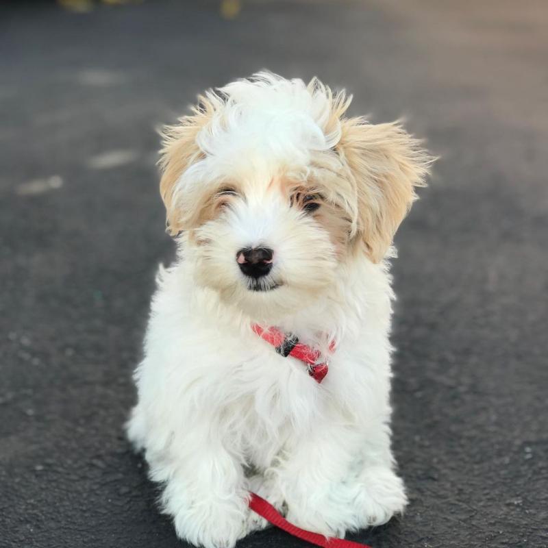 Male and Female Havanese Puppies 💕Delivery Available🌎 Image eClassifieds4u