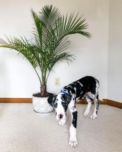 Great dane puppies for adoption EMAIL: ricecarrut@gmail.com Image eClassifieds4u 1