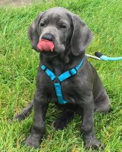 great dane puppies for adoption EMAIL: ricecarrut@gmail.com Image eClassifieds4u 3