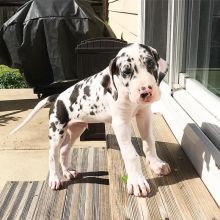 Great dane puppies for adoption (fordellis2@gmail.com)