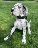 Blue Nose American Pit Bull Terrier Pups available EMAIL AT(fordellis2@gmail.com) Image eClassifieds4u 3
