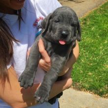 Great dane puppies for adoption (fordellis2@gmail.com) Image eClassifieds4u 1