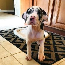 Great dane puppies for adoption (fordellis2@gmail.com)